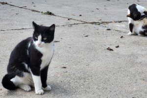 En este 2025, en Olula del Río, ya han tratado a 5 gatos.