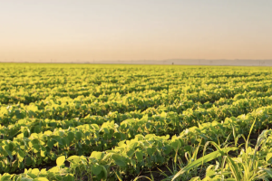FEPEX reclama medidas para proteger la producción hortofrutícola española