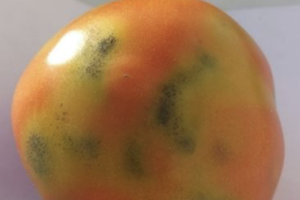 Tomate con síntomas típicos de ToFBV