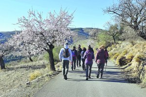 Una de las rutas de almendros de flor.