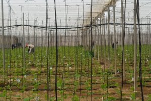 Campaña ‘I Love Bichos’ de Hortyfruta.