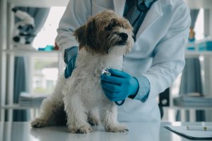 Un veterinario ausculta a un perro en su clínica.