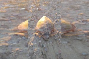 Aparece muerta una tortuga boba en Cabo de Gata.