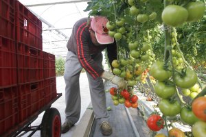 Imagen de archivo de un trabajador inmigrante en una finca agrícola.