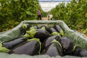 La Interprofesional destaca también la preocupante situación que está atravesando el calabacín