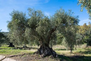 Un total de 825.896 hectáreas de olivar ecológico se registraron a nivel mundial en 2023.