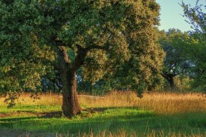 Encina. La siembra directa simplifica el proceso de restauración en zonas mediterráneas secas