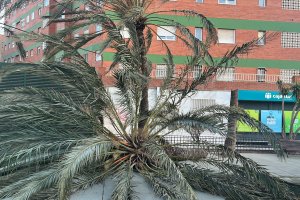 Palmera caída en la Plaza Manolo Escobar