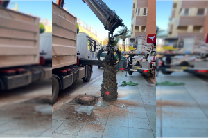 Retirada de palmeras en la Avenida Cabo de Gata
