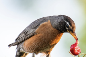 Petirrojo americano alimentándose en un cerezo.