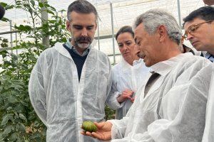 El consejero de Agricultura, Pesca, Agua y Desarrollo Rural, Ramón Fernández-Pacheco, ha visitado este domingo un invernadero de tomate premium.