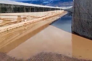 La situación de sandía y melón es muy preocupante y ha conducido a rectificar las estimaciones iniciales que reunían buenas cifras de superficie plantada.