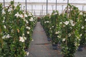 La producción de dipladenia, Mandevilla sanderi, en Almería se exporta casi en su totalidad a Centroeuropa.