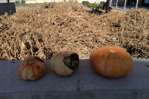 Separando la rafia de los restos vegetales, que serían manipulados como materia orgánica, facilitando el procedimiento de reciclado y abaratando, además, hasta en un 80% su coste.