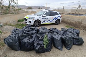 Incautación de 709 plantas de marihuana por la Policía Local