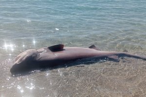 Tiburón muerto en la playa de El Zapillo.