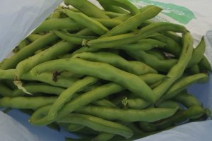 Habas recién cosechadas en Almería.