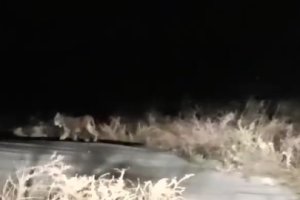 Ejemplar de lince ibérico en el entorno de Los Cerricos, grabado por Luis García.