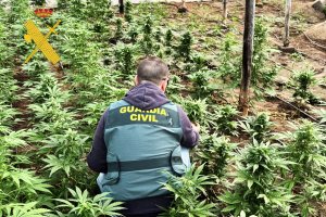 Archivo de la Guardia Civil en el invernadero intervenido en Adra.