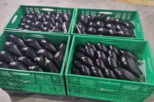 La Interprofesional destaca el incremento en la producción de calabacín en la semana 15, agravado por la meteorología cambiante.