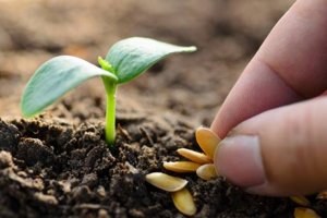 Agricultor, sembrando semillas junto a una plántula.