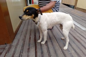 El  perro que aparece en el vídeo corriendo tras un coche tras ser devuelto a la finca de la que se escapó.