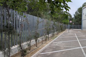 Purchena comienza la plantación de más de cien nuevos árboles.