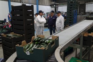 El alcalde visita Hortofrutícola Las Norias, el mayor exportador de calabacín de Europa.
