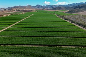 Campos de apio cultivados bajo los estándares de calidad y sostenibilidad de G’s