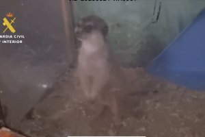 Cae una red de tráfico de animales