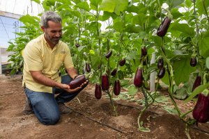 Augusto es un portainjertos híbrido de berenjena que ha sido desarrollado para proporcionar una renovación constante del sistema radicular.