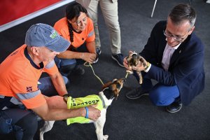 Presentación AlmAnimal 2025