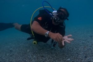 Tony se sumerje para ayudar a una mobula (manta).