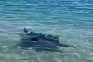 Mantarraya avistada en Garrucha.