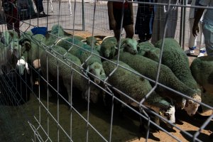Imagen de archivo de varios corderos preparados parala Fiesta del Sacrificio.