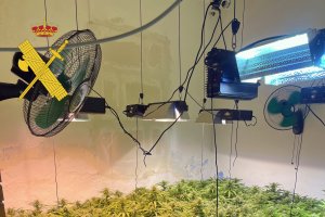 Cultivo desmantelado por la Guardia Civil.