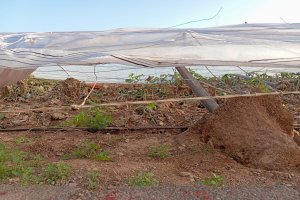 La Junta de Andalucía activa ayudas por 47,8 millones para agricultores y ganaderos afectados por la DANA y la sequía