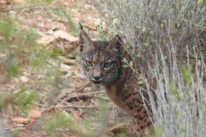 Imagen de archivo de Tahúlla, la hembra de lince ibérico afincada en Almería.