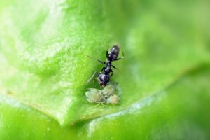 Este descubrimiento será de gran utilidad para favorecer la agricultura sostenible.