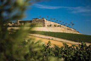 Bodega Sierra Almagrera.