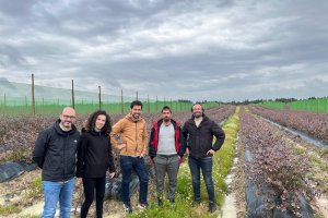 Acuerdo Yara y San Lucar para promover prácticas de agricultura regenerativa en una finca de cultivo de arándanos en Setúbal (Portugal).