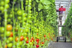 Trabajador extranjero en un invernadero almeriense.