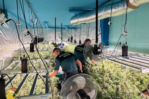 Imágenes del interior de la plantación intervenida en La Envía.