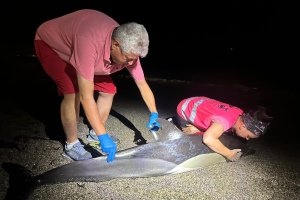 Delfín varado en Roquetas de Mar.