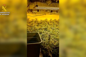 Imagen difundida por la Guardia Civil de la plantación intervenida