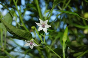 Limoneno y trans-cinamaldehído, seguros para el agua según un estudio almeriense.