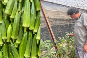Collage de fotos de Gabriel López Galdeano con la plantación de okra.