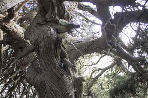 Tronco de la Sabina Milenaria.