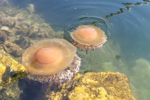 Imagen de medusas huevo frito en el litoral almeriense.