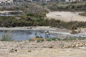 Flamencos en las salinas de San Juan de los Terreros.